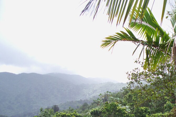 Half Day Tour in Rainforest Zipline Park With Transportation