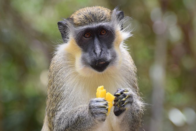 Half Day Tour: St Nicholas Abbey and The Barbados Wildlife Reserve - Inclusions and Amenities