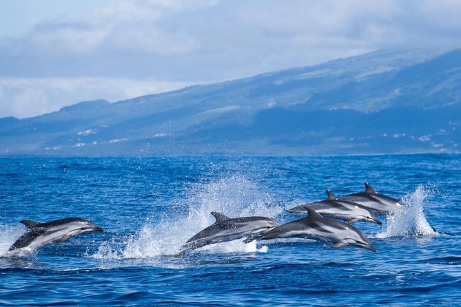 Half-Day Whale and Dolphin Watching Tour in Ponta Delgada - Tour Overview