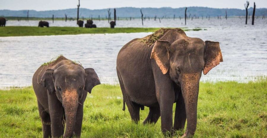 Hambantota: Udawalawe Safari and Elephant Transit Home Trip
