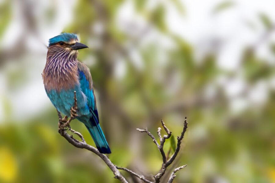Hambantota: Yala National Park Wildlife Safari in a 4x4 - Overview of the Safari Experience