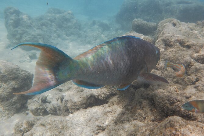 Hanauma Bay Guided Snorkeling Tour - Tour Overview