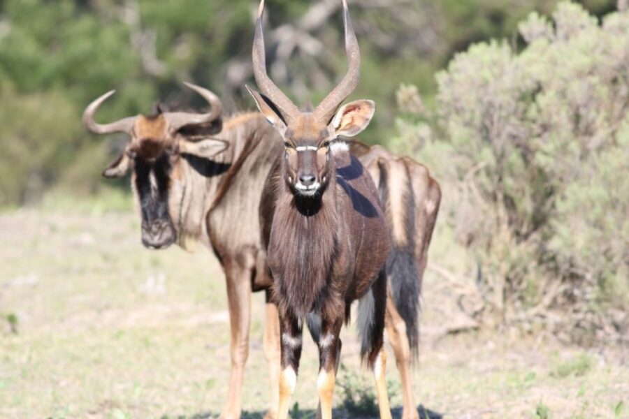 Hankey: Pabala Private Nature Reserve Game Drive With Snacks