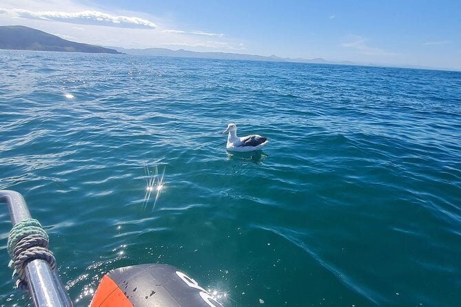 Harbour, Albatross and Wildlife Cruise on Otago Harbour