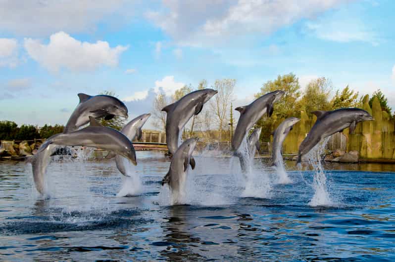 Harderwijk: Dolfinarium Entry Ticket - Ticket Information