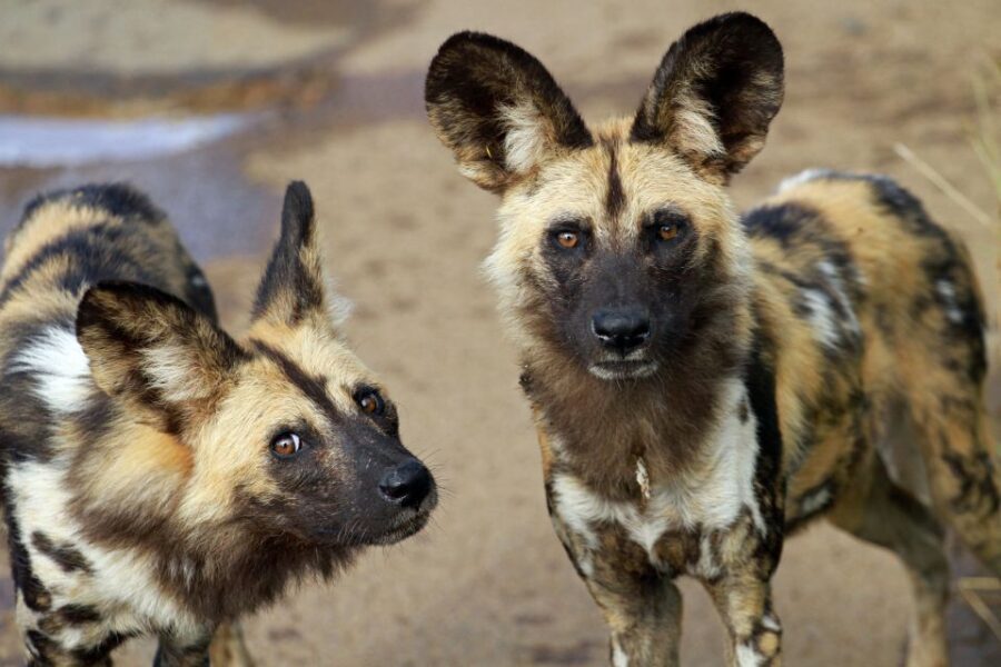 Hartbeespoort: Lion and Safari Park Tour