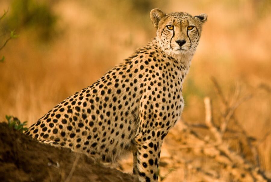Hartbeespoort: Predator Safari With a Guide