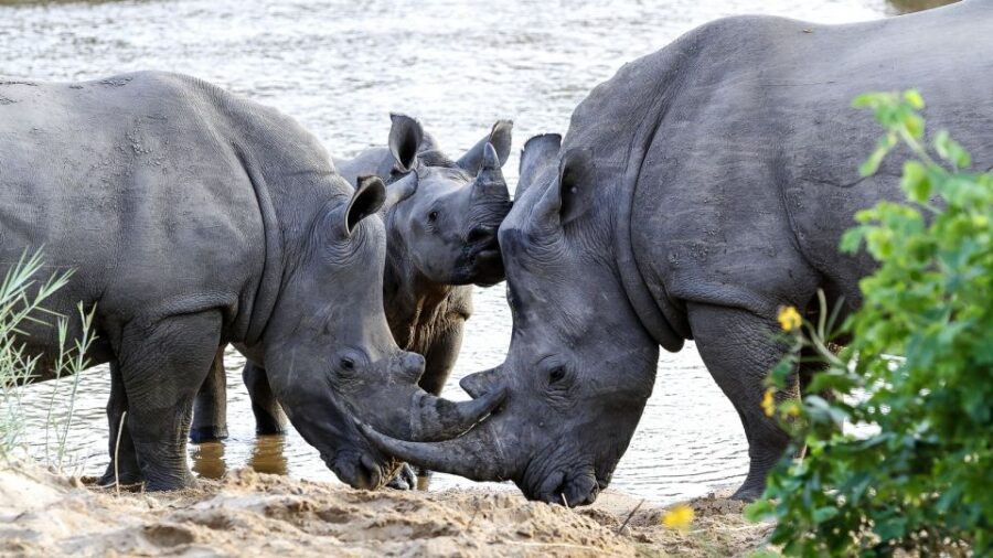 Hazyview: Private Full-Day Kruger Safari
