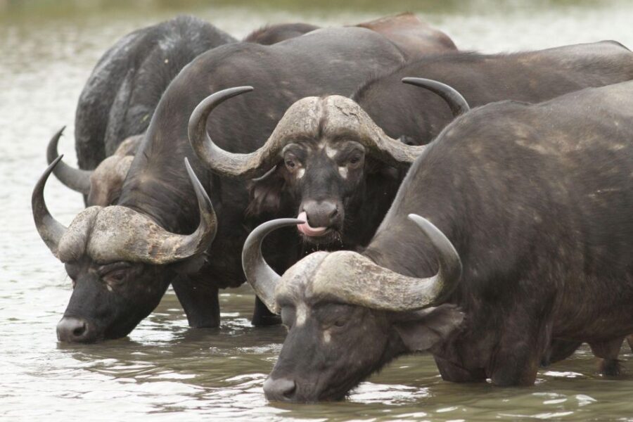 Hazyview to Kruger Park Safari & Panorama Route 2-Day Tour - Kruger National Park Safari