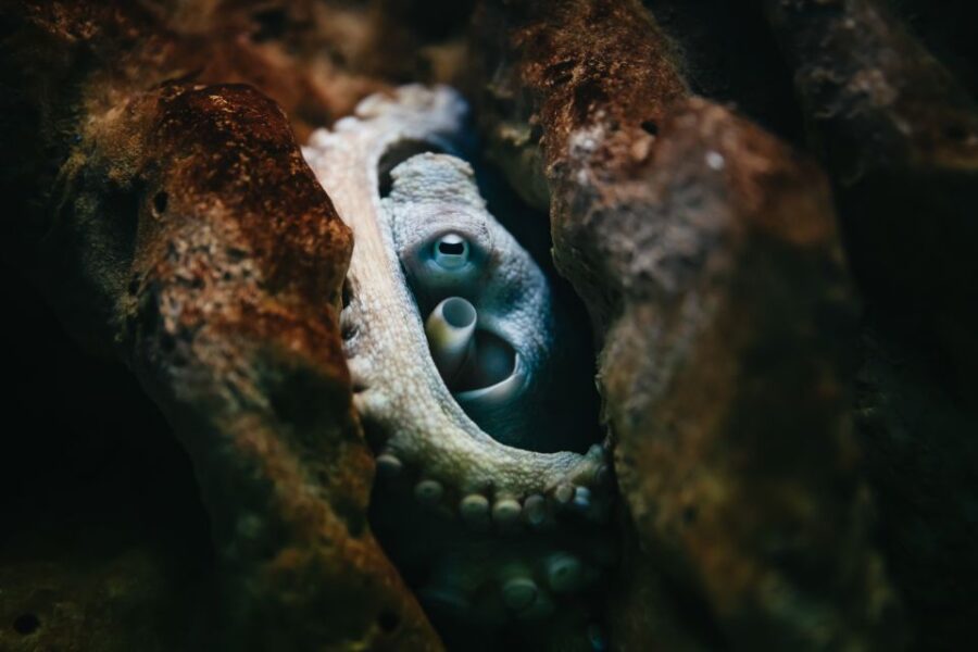 Heraklion Area: CRETAquarium Admission Ticket - Ticket Details and Pricing