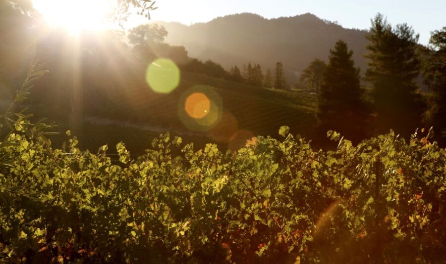 Heraklion: Half Day Semi Private Wine Tour With Tastings