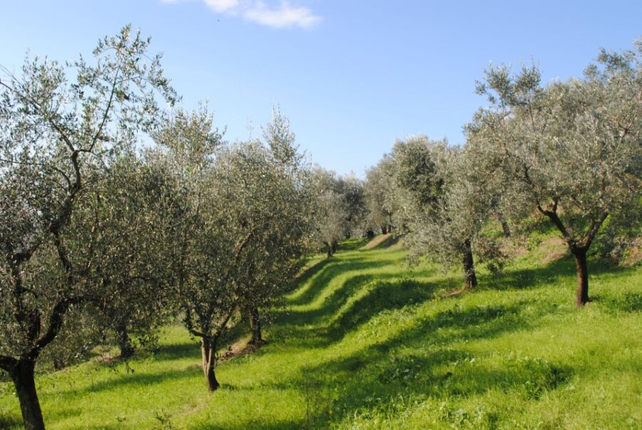 Heraklion: True Crete Melidoni Cave, Secrets of Honey, Olive