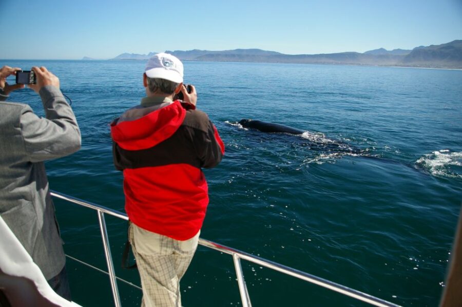 Hermanus: Whale and Dolphin Watching Boat Trip