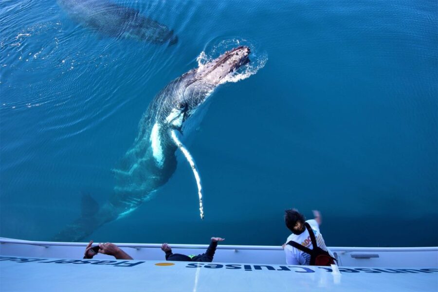 Hervey Bay: Half-Day Whale Watching Cruise With Meal