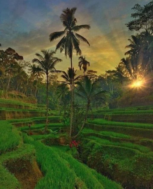 Highlight Ubud Waterfalls and Tegalalang Rice Terrace