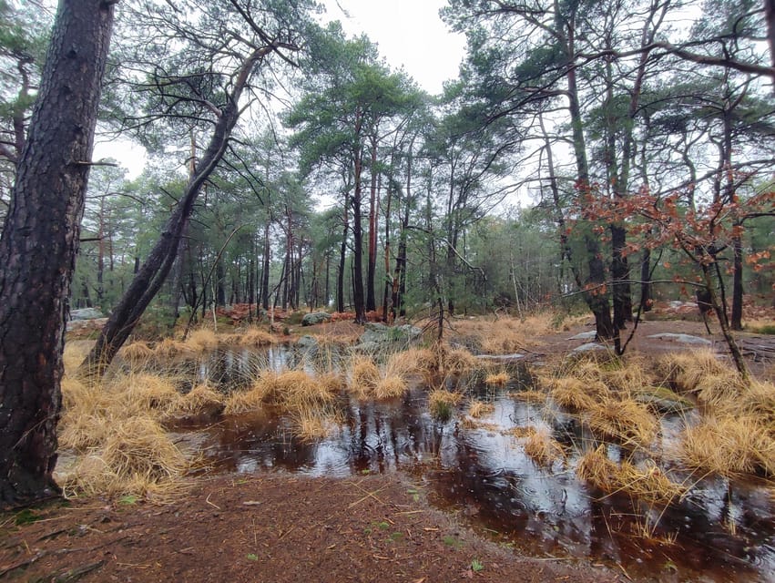 Hiking Adventure in the Fontainebleau Forest