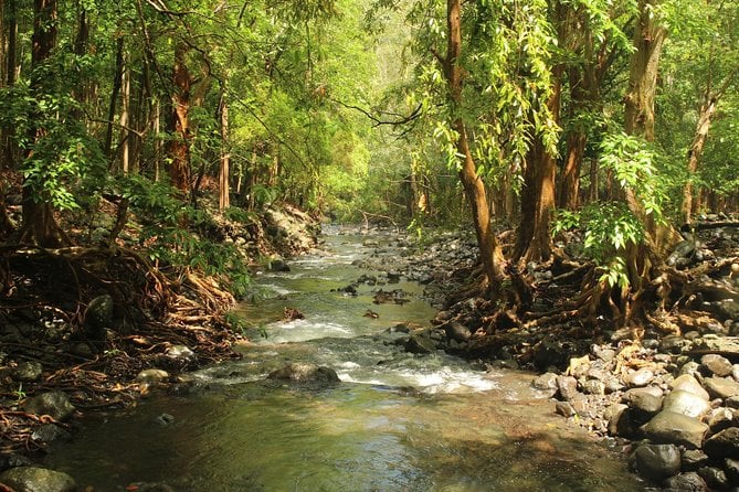 Hiking in the Black River Gorges National Parc – Native Forest