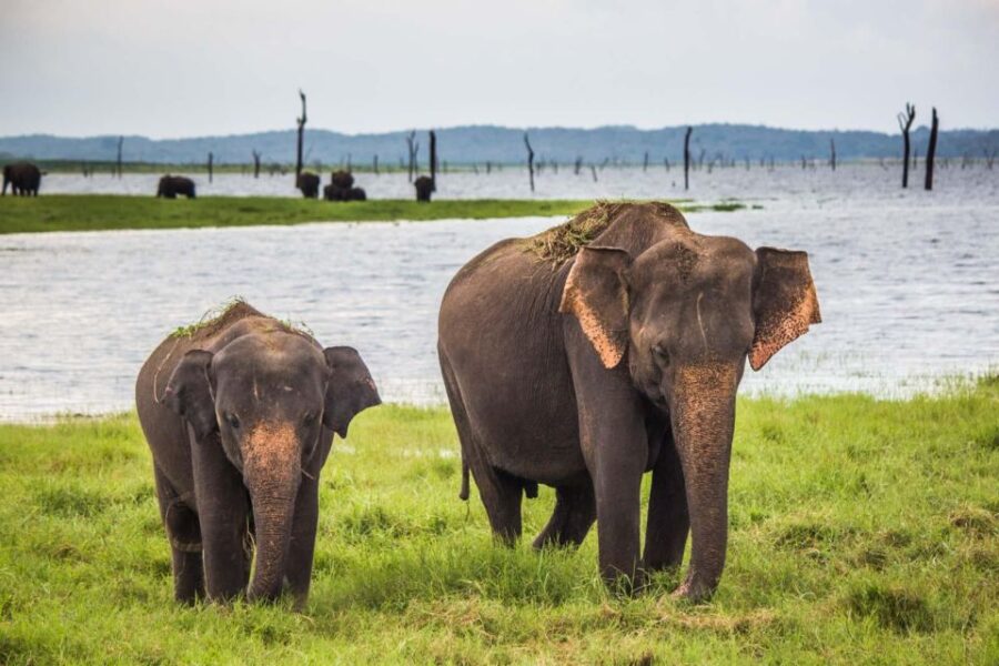 Hikkaduwa/Galle/Unawatuna/Mirissa: Udawalawa Safari