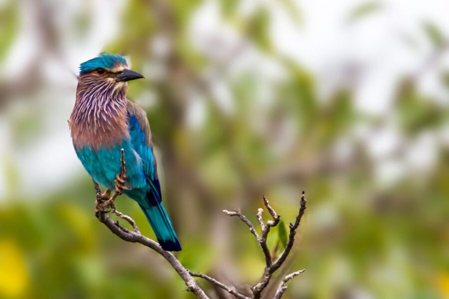 6 Best National Park Tours In Hikkaduwa