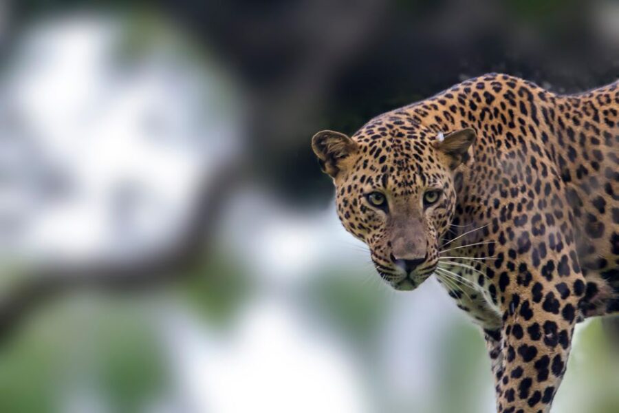 Hikkaduwa: Yala & Udawalawe Safari Day Trip With Picnic - Trip Overview