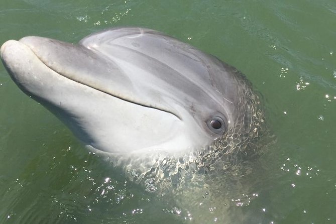 Hilton Head Dolphin Watching Cruise With Fireworks Display