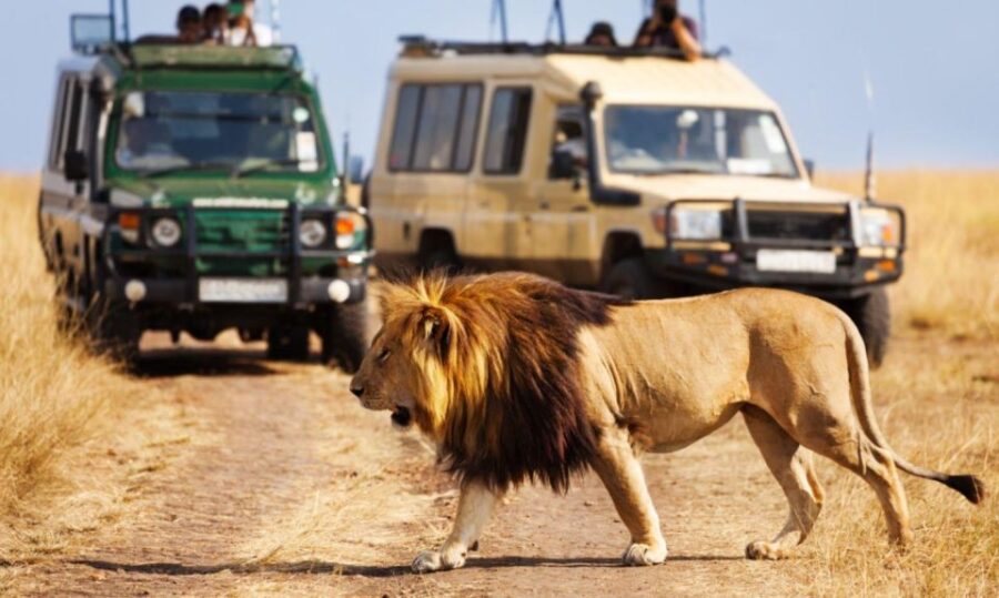 Hluhluwe Imfolozi Big 5 Full Day Tour From Durban