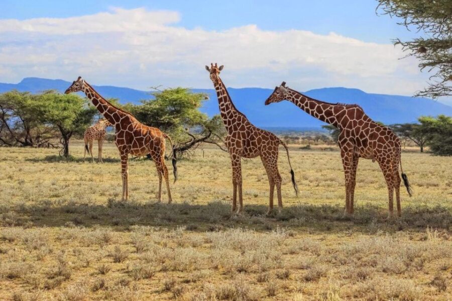 Hluhluwe Imfolozi Game Reserve Full Day Tour From Durban