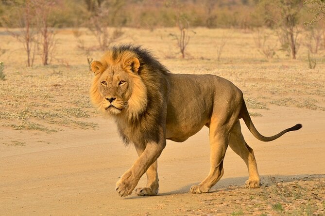 Hluhluwe Imfolozi Safari Day Tour From Durban