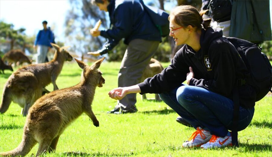 Hobart: Full-Day Bonorong Wildlife Sanctuary & Richmond Tour - Tour Overview