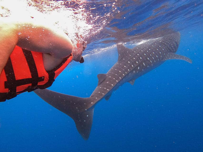 Holbox: Swimming With Wild Whale Sharks Boat Trip - Activity Overview