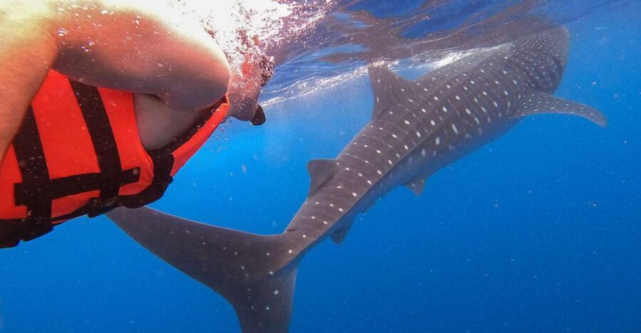Holbox: Swimming With Wild Whale Sharks Boat Trip
