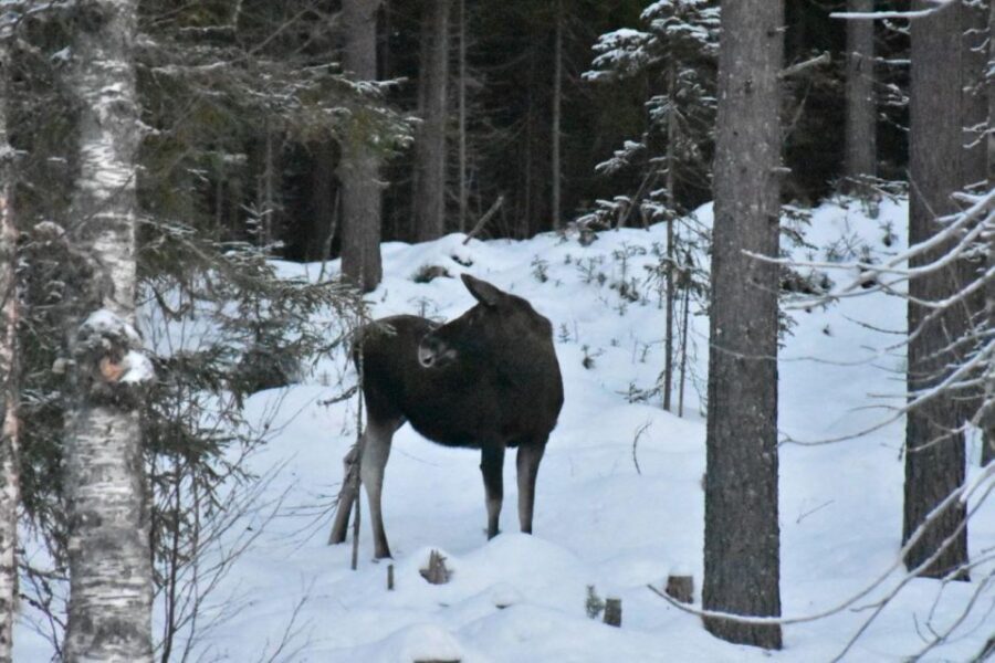 Hønefoss: 2-Day Moose Safari in Oslo’s Wilderness
