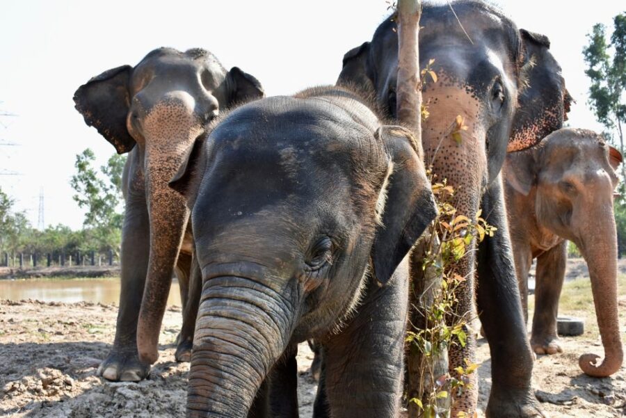 Hua Hin: Wildlife Friends Foundation Thailand Full-Day Visit - Tour Overview