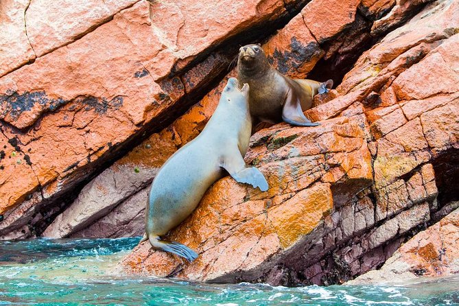 Huacachina Oasis & Mini-Galapagos! Most Reviewed Company in Peru! - Overview of the Tour