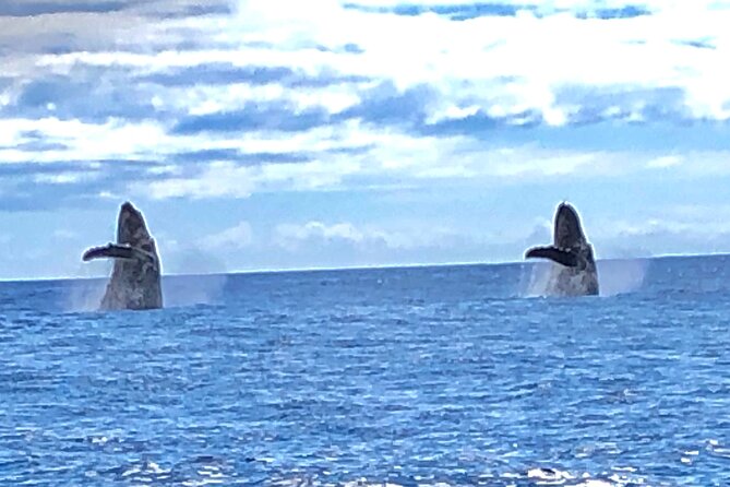 Humpback Whale Watch in Kona
