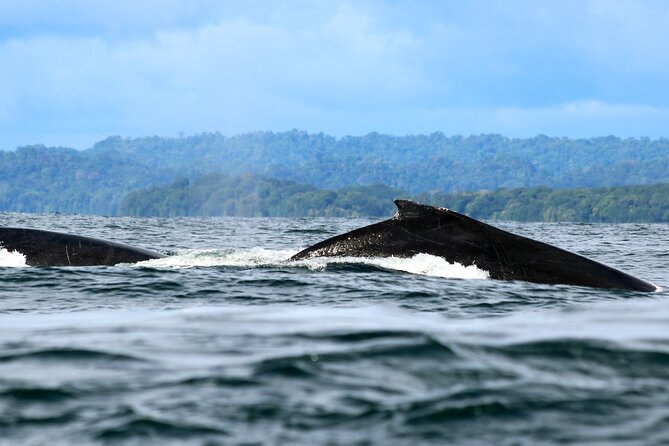 Humpback Whale Watching in Bahia Málaga, Colombia