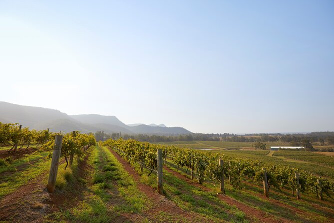 Hunter Valley Small Group Wine, Gin and Cheese Tour From Sydney
