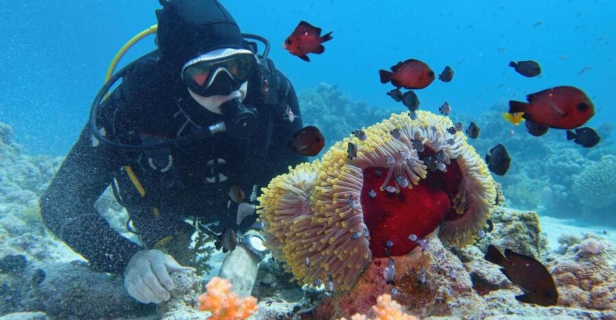 Hurghada: Diving and Snorkeling Tour With Transfers