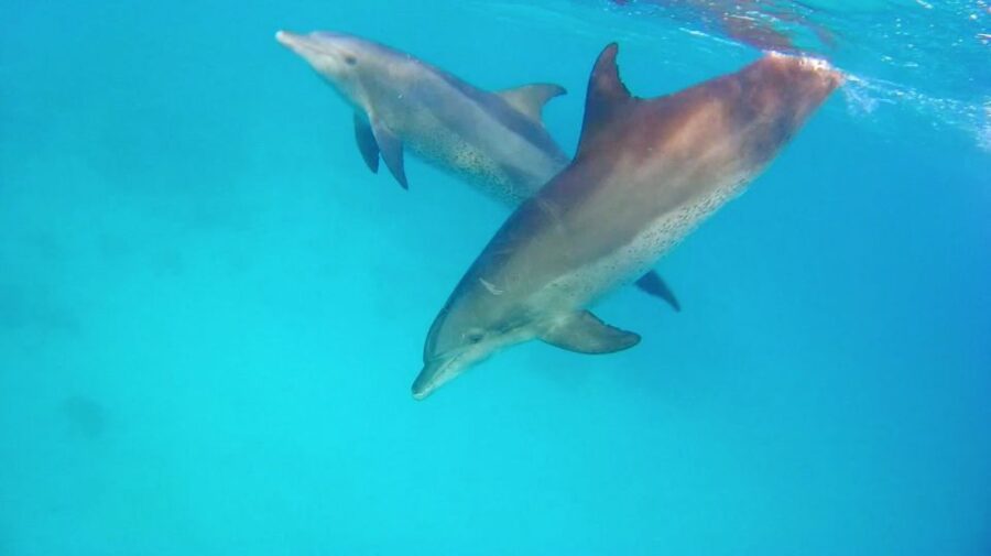 Hurghada: Dolphin Cruise & Snorkeling With City Tour & Lunch
