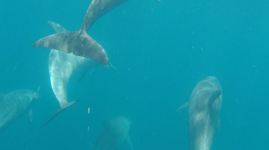 Hurghada: Dolphin House Discovery Cruise, Snorkeling & Lunch