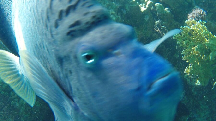 Hurghada: Giftun Island Fun Cruise Tour With Snorkeling
