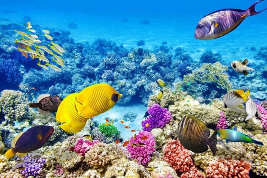 Hurghada: Orange Island Cruise & City Tour With Shopping
