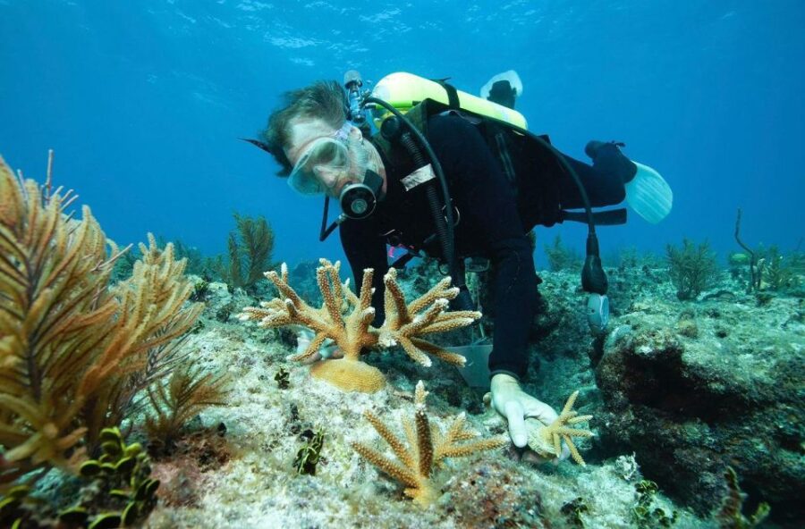 Hurghada: Premium Orange Bay Island Cruise With Lunch