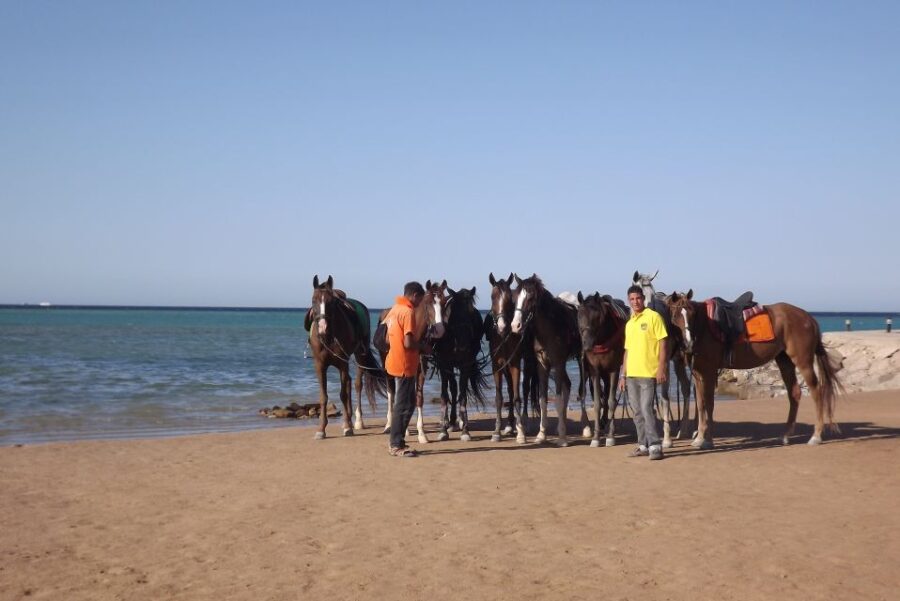 Hurghada: Sea & Desert Horse Tour, Stargazing, Dinner & Show