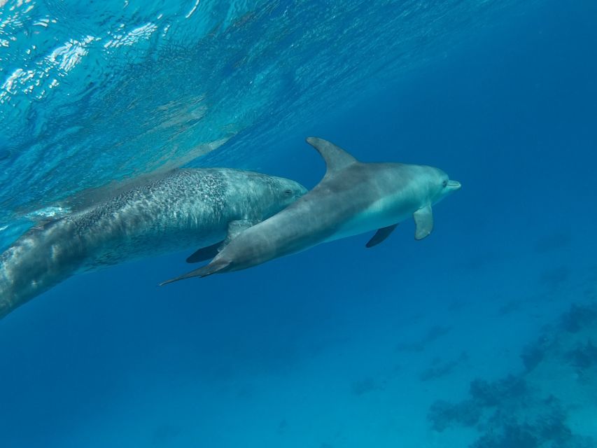Hurghada: Snorkeling & Diving 6 X 1 Yacht Trip to Orange Bay