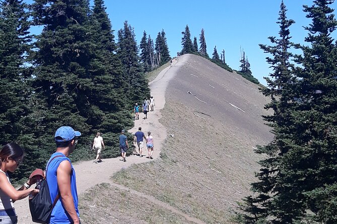 Hurricane Ridge Olympic National Park From Seattle