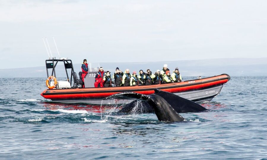 Húsavík: Big Whales and Puffin Island Speedboat Tour