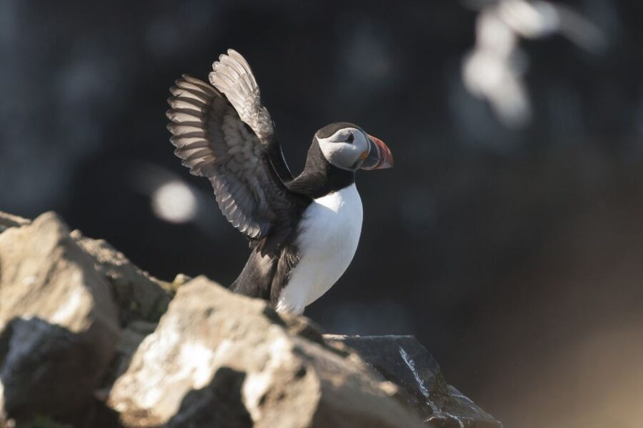 Húsavík: Whale-Watching Cruise and Puffins Guided Tour