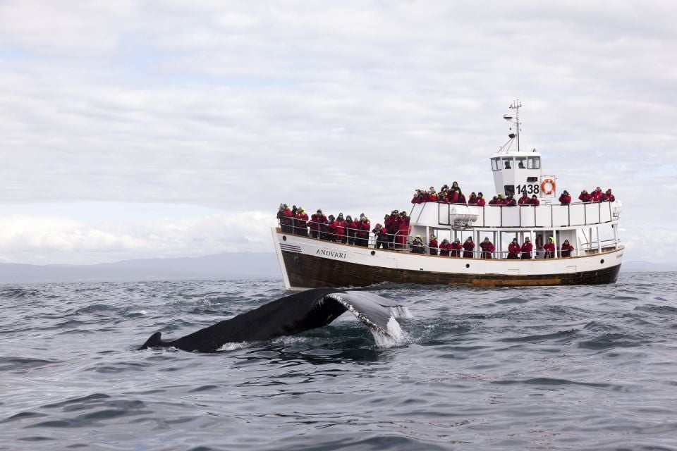 3 Best Cruises And Boat Tours In Husavik