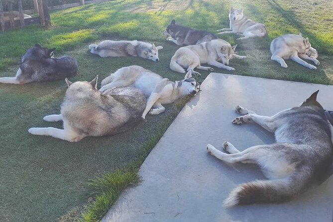 Husky Petting in Akureyri (private)